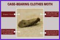 Case-bearing Clothes Moth, Vol. 9, No. 01
